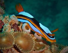 Chromodoris westraliensis 3.JPG